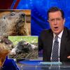Video: Stephen Colbert Thinks Groundhog's Death Was "Mob-Style Execution"
